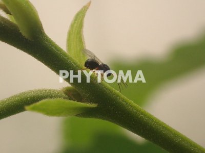 Dryocosmus kuriphilus